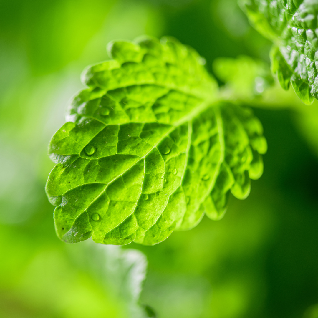 Melissenblatt