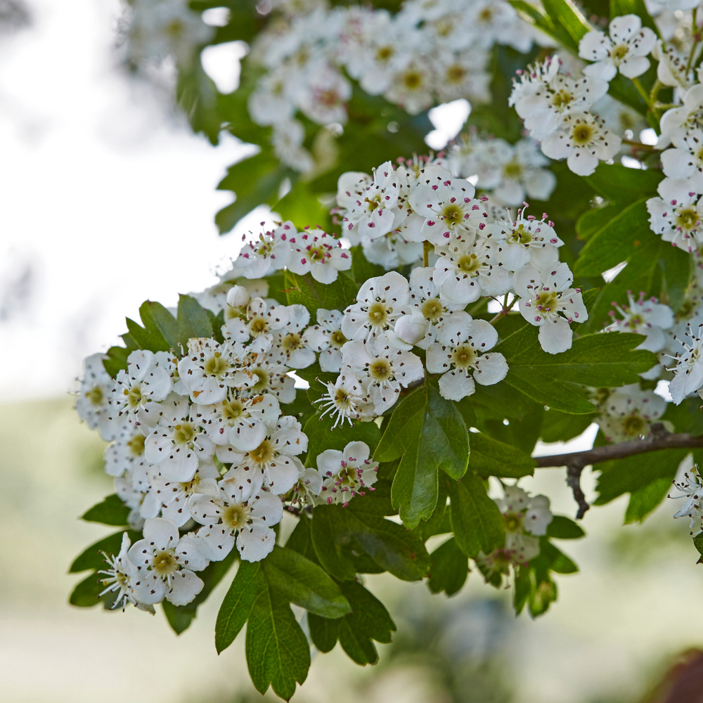 Weißdorn für Pferde: DAS Herz-Kreislauf-Kraut