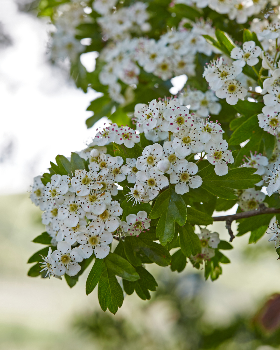 Weißdorn für Pferde: DAS Herz-Kreislauf-Kraut