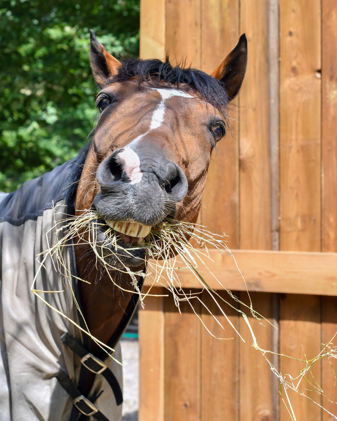 Fütterung alter Pferde: Was Senioren wirklich brauchen