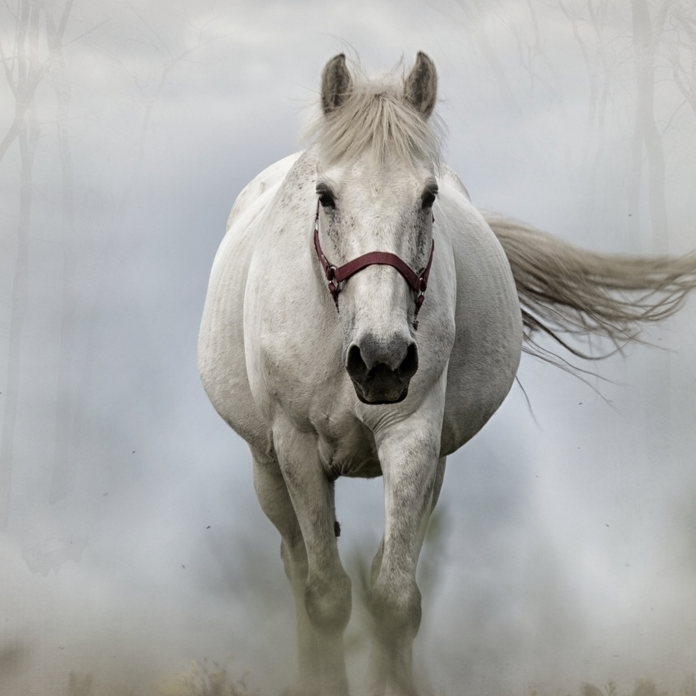 Ab wann ist ein Pferd Senior? Alterszeichen erkennen - Ratgeber