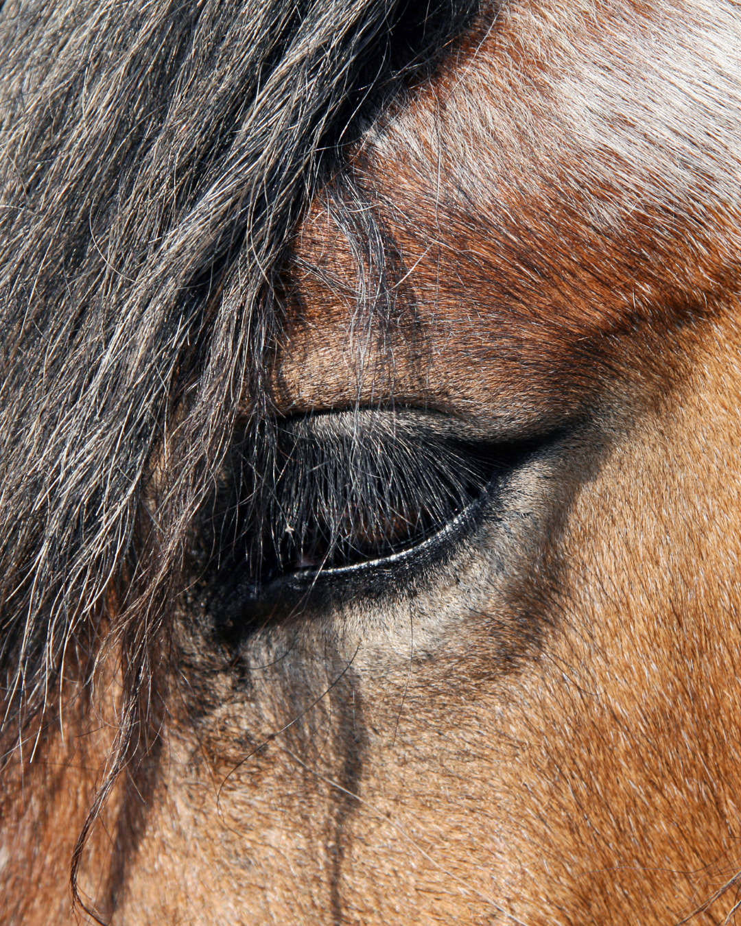 Auge vom Pferd