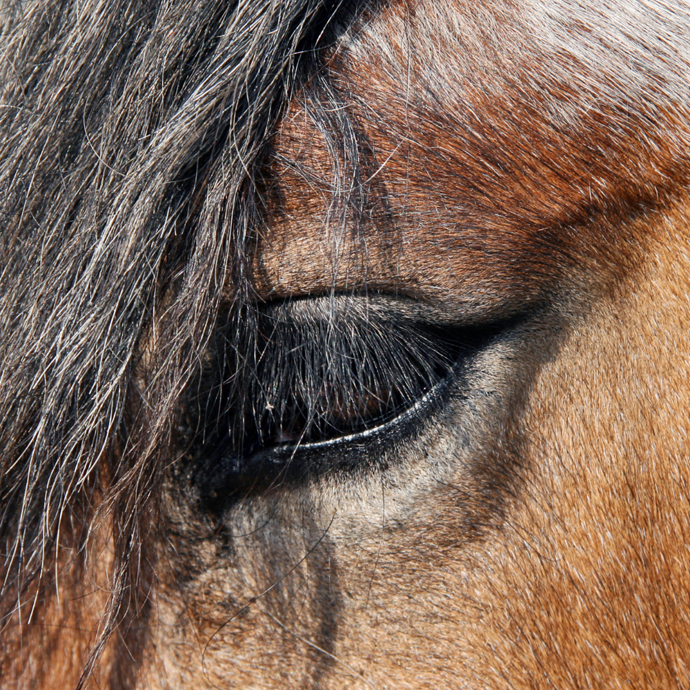 Optimales Management für Senior Pferde