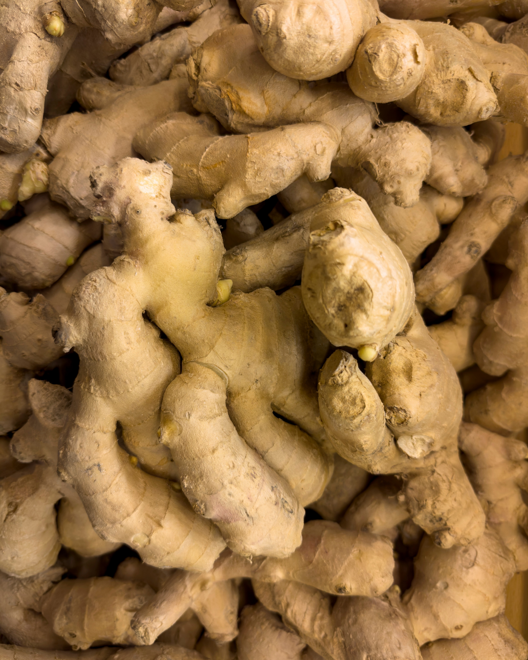 Ingwer für Pferde