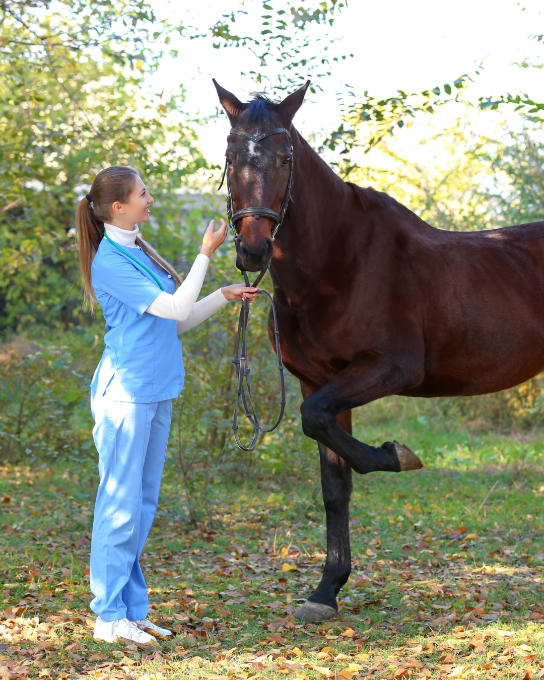 Gastroskopie Pferd