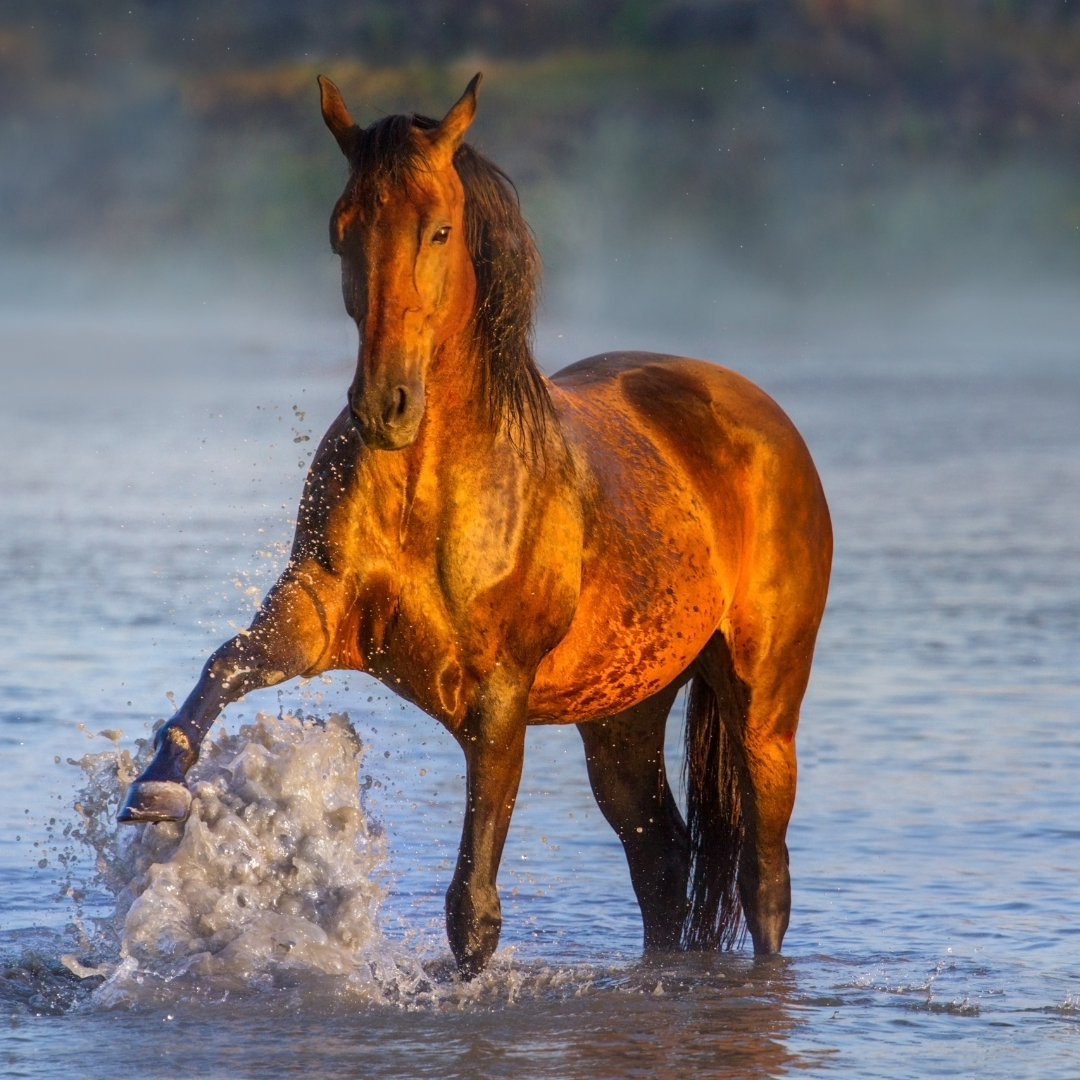 Wie viel Hitze verträgt ein Pferd? – So schützt Du Dein Pferd im Sommer