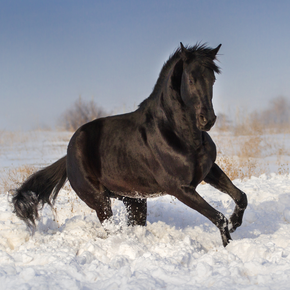 Fellwechsel beim Pferd: Winterfell optimal unterstützen