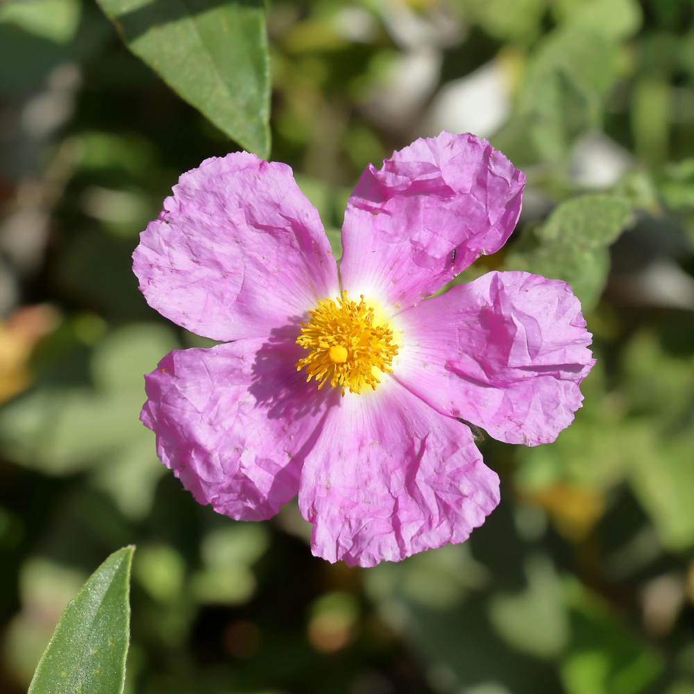 Zistrose für Pferde: Der Polyphenol-Champion aus dem Mittelmeerraum