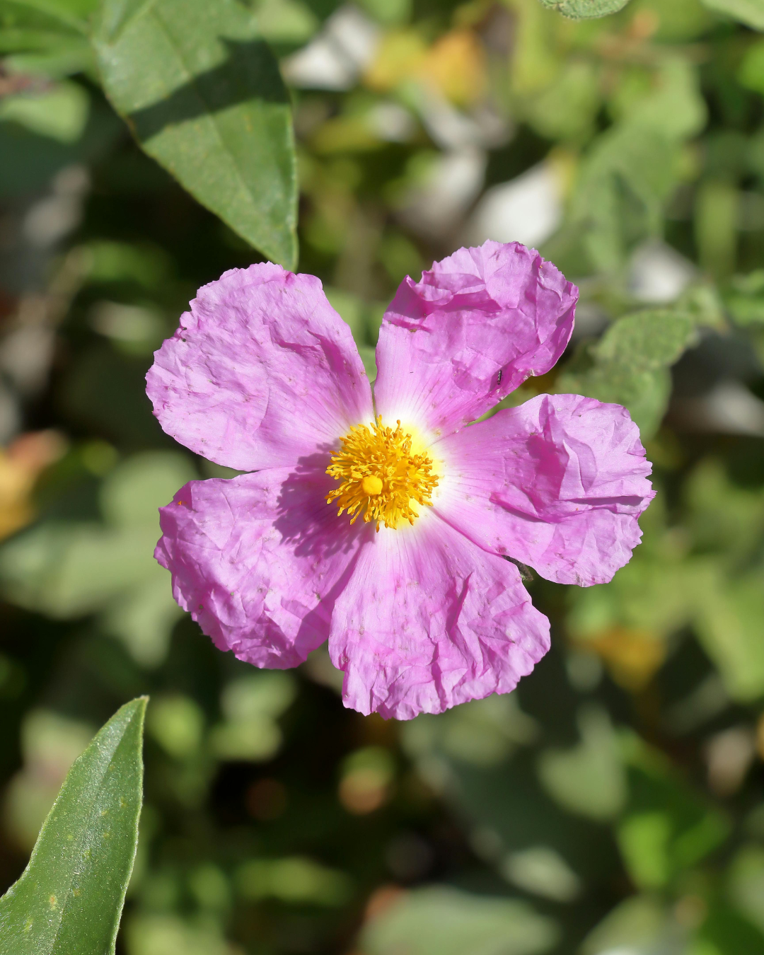 Zistrose für Pferde: Der Polyphenol-Champion aus dem Mittelmeerraum