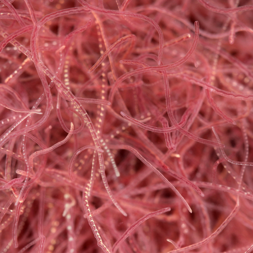 Nach der Wurmkur: Darmflora beim Pferd unterstützen