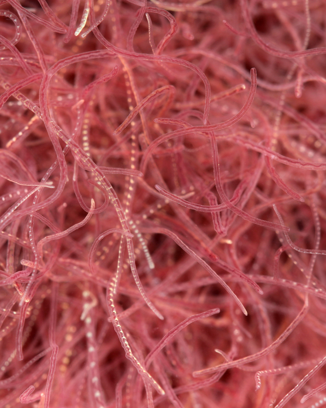 Nach der Wurmkur: Darmflora beim Pferd unterstützen