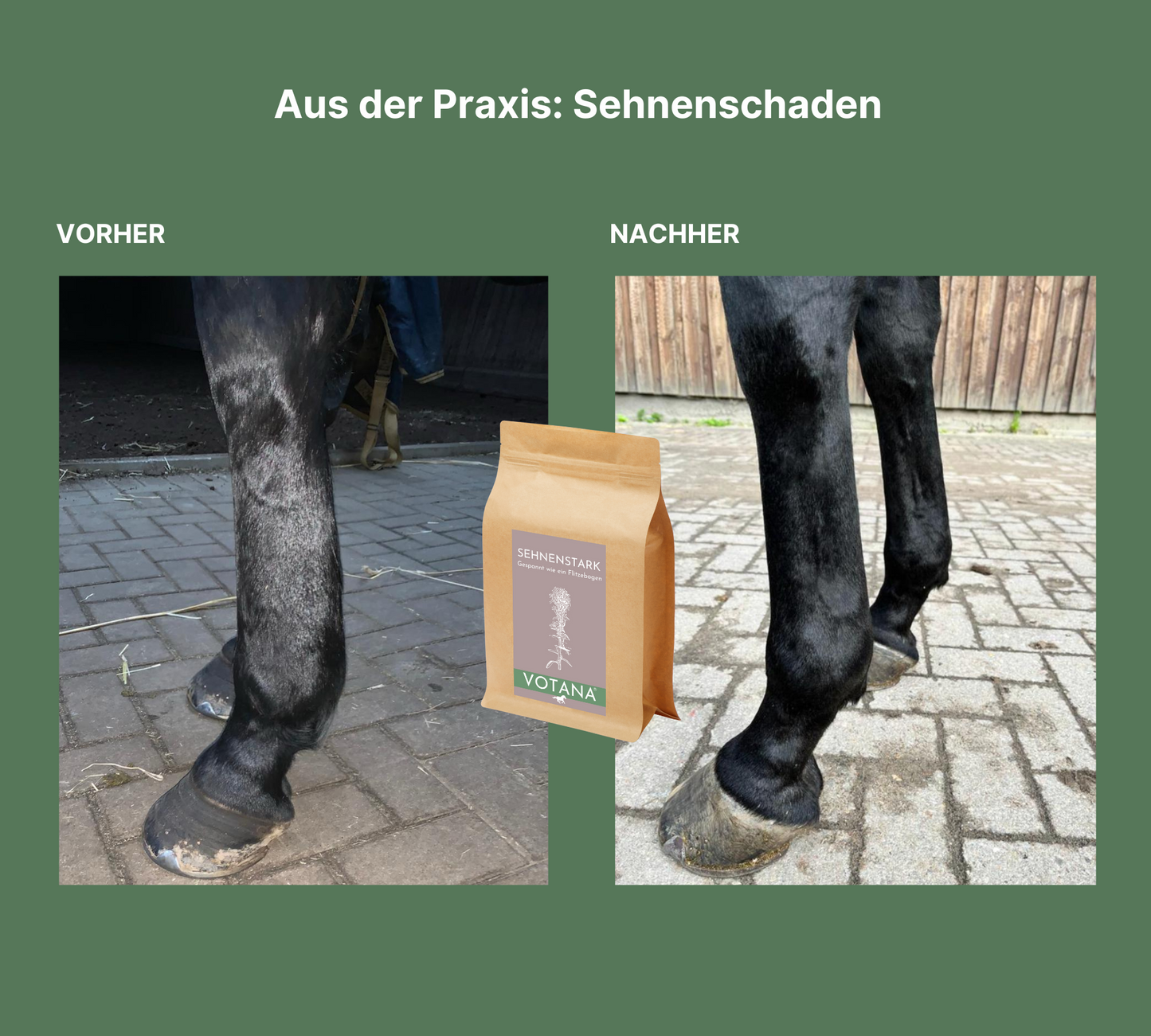 Votana Pferd