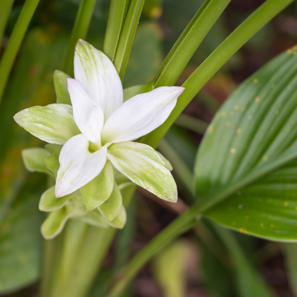 CURCUMA