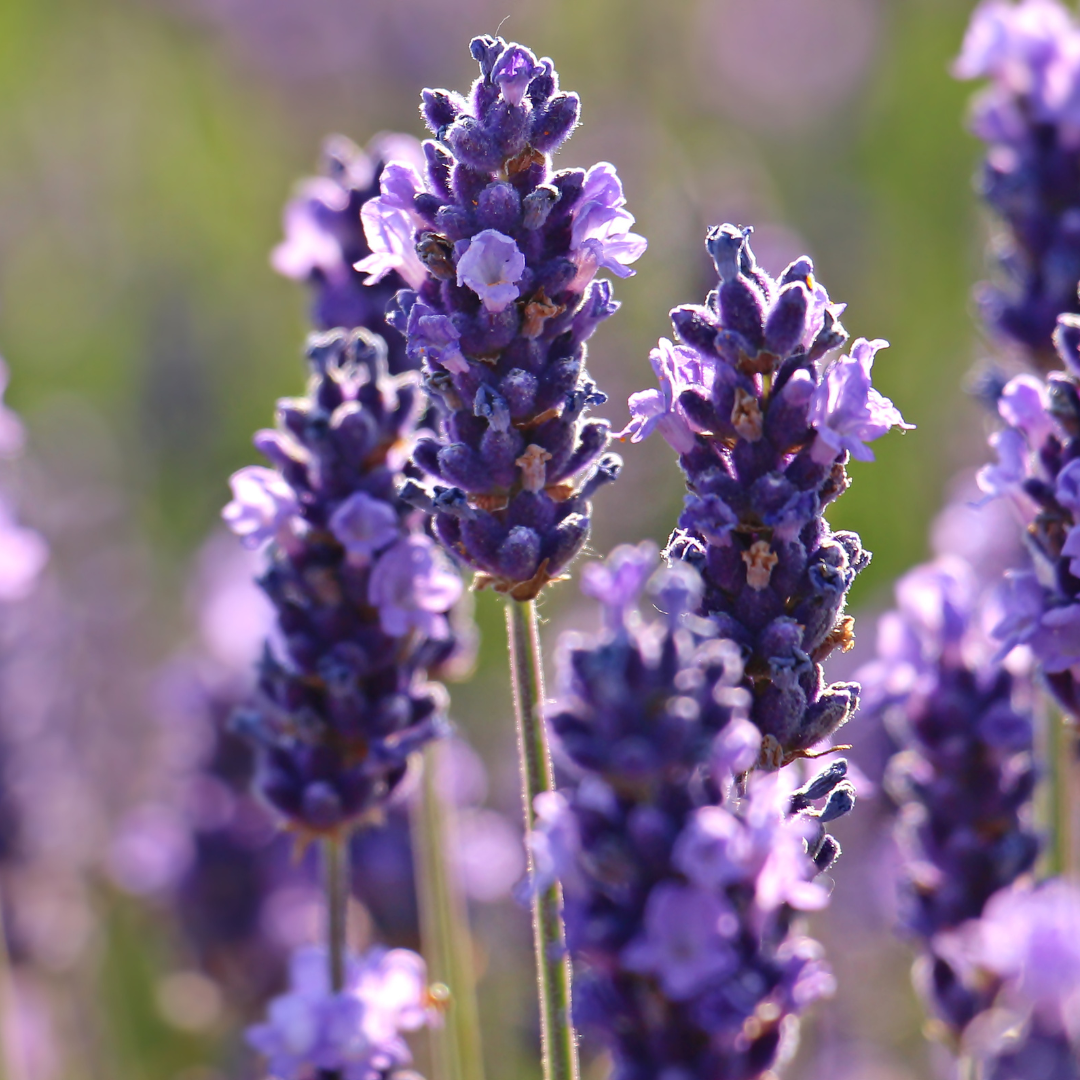 LAVENDEL