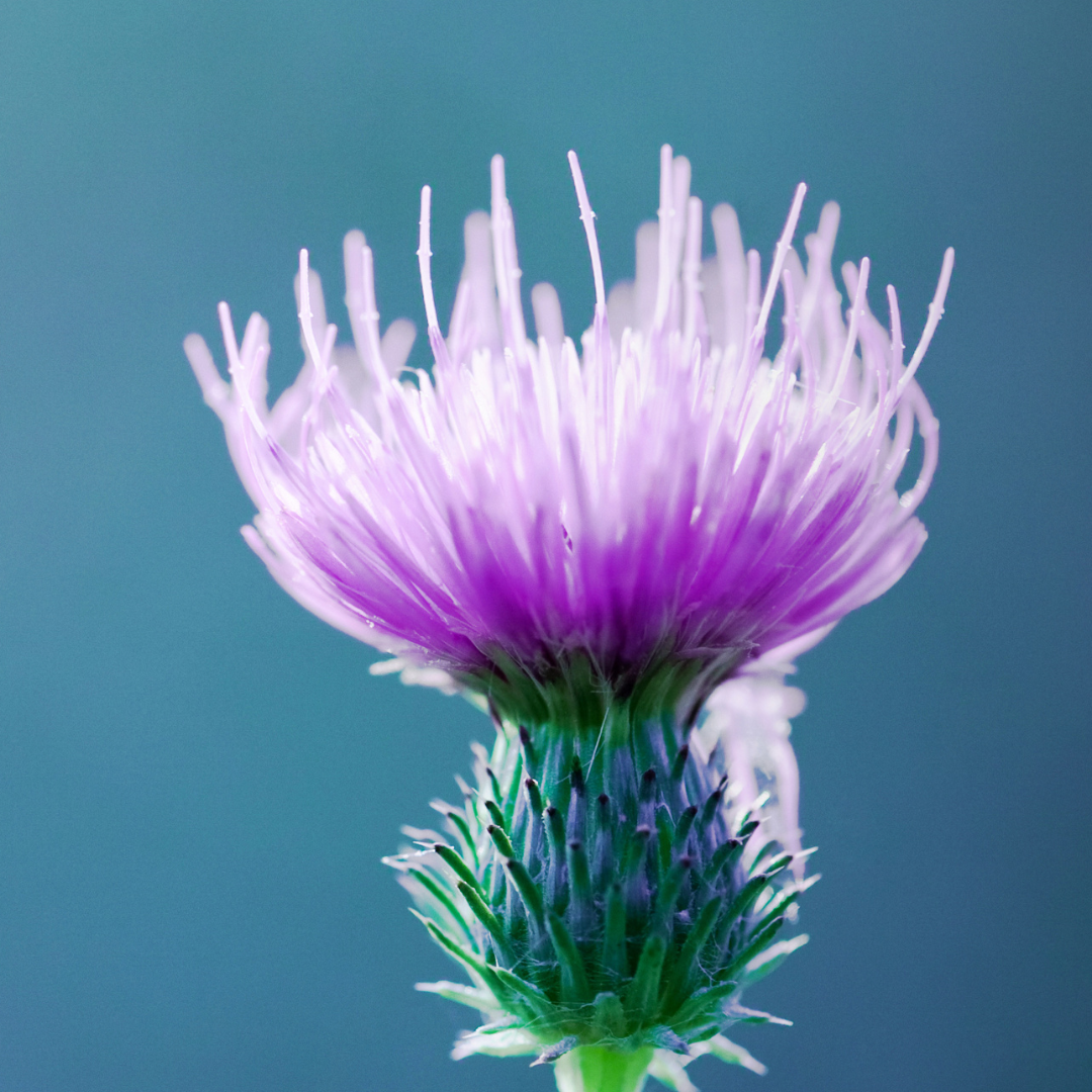 MARIENDISTEL