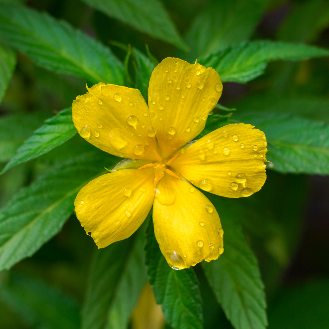 DAMIANA