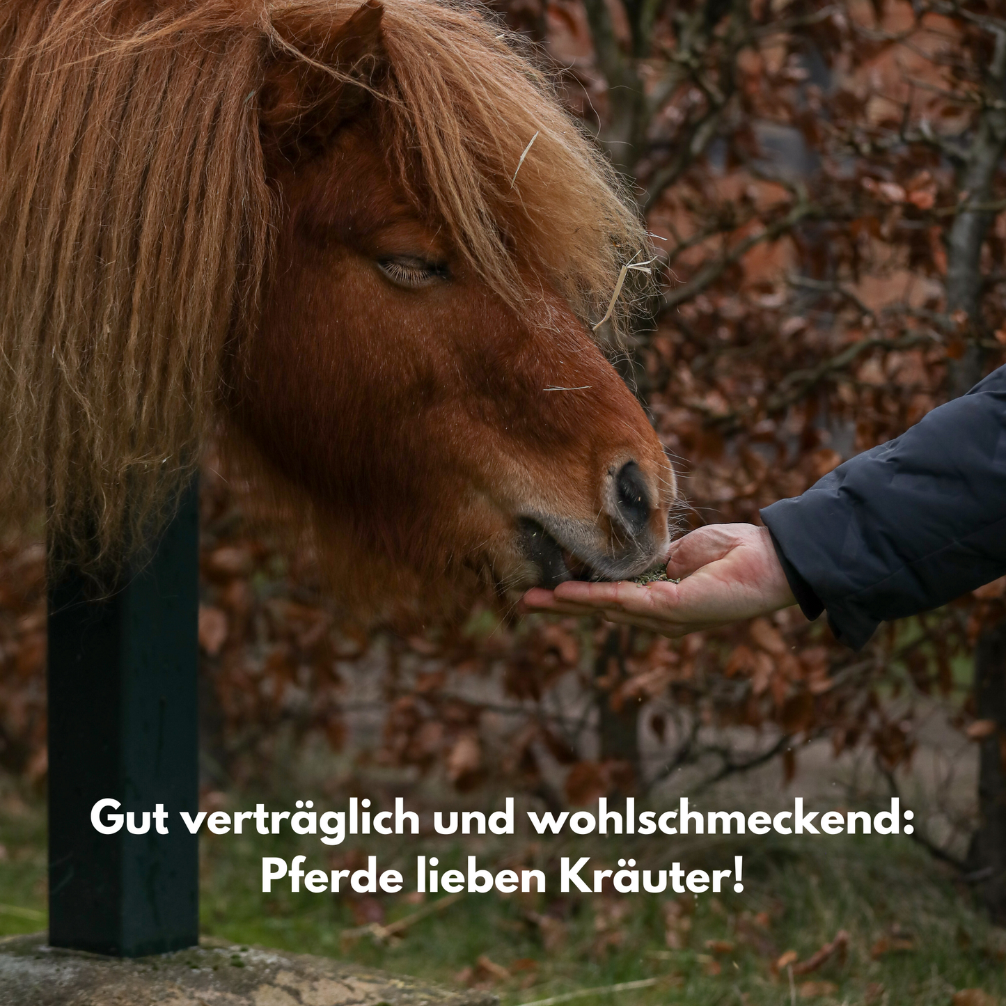 
                  
                    Pferd frisst VOTANA ATEMFREI Kräuter - Gut verträglich und aromatisch, hohe Akzeptanz durch Thymian und Anis

                  
                