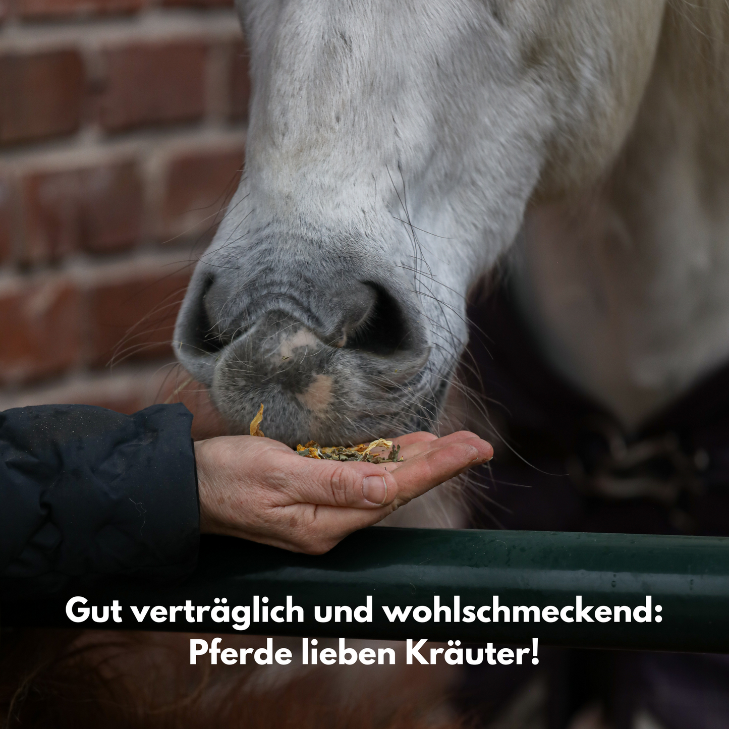 
                  
                    Pferd frisst VOTANA DARMWOHL Kräuter - Gut verträglich trotz Bitterstoffen, hohe Akzeptanz bei Pferden



                  
                